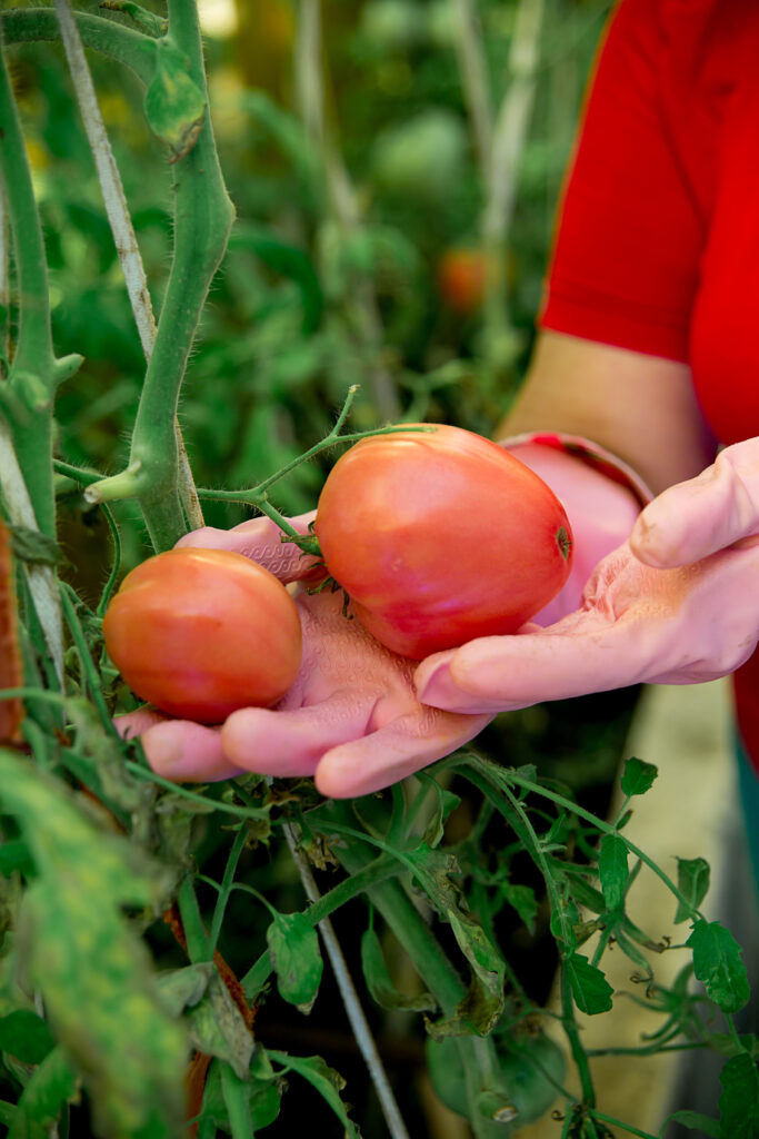 Foto: Händer håller fram två stora tomater som växer på en planta. 